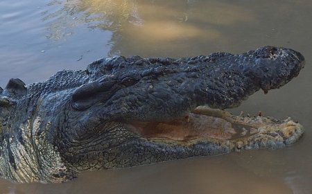 ‘Timsah: Avustralya’nın Hayatta Kalanı’, 5 Ekim Pazar 20.00’de National Geographic WILD Ekranlarında!