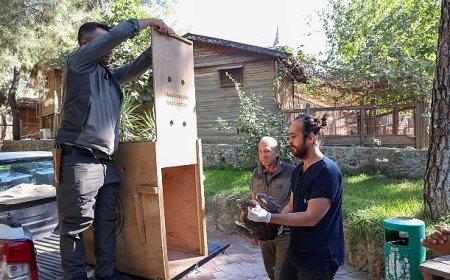 Büyükşehir Doğal Yaşam Parkı’nın tedavi edilen Yılan Kartalı doğaya geri döndü
