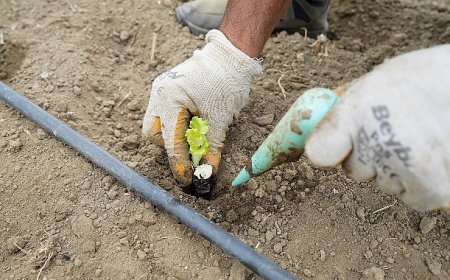 Yaşam Bahçesi’nde kışlık fideler toprakla buluştu
