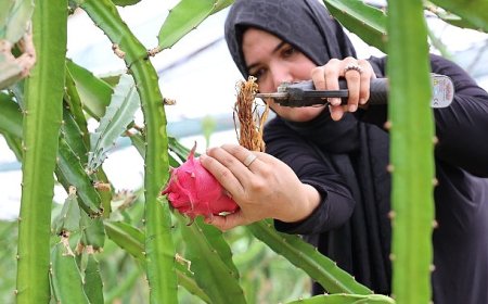 Büyükşehir’den üreticilere katma değeri yüksek alternatif ürün desteği