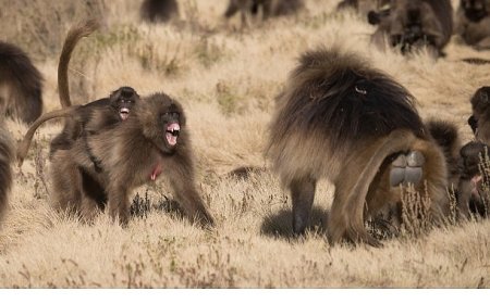 ‘Maymun Savaşları’, 28 Eylül Pazar 20.00’de National Geographic WILD Ekranlarında!