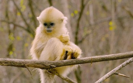 ‘Primatlar Dünyası’, 28 Eylül Pazar 21.00’de National Geographic WILD Ekranlarında!