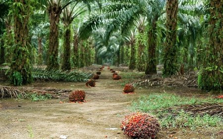 Sürdürülebilir Palm Yağı “Az Alanda Çok Üretim” Yaklaşımıyla Çevreci Bir Çözüm Sunuyor