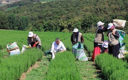 Büyükşehir destekliyor, üretim artıyor
