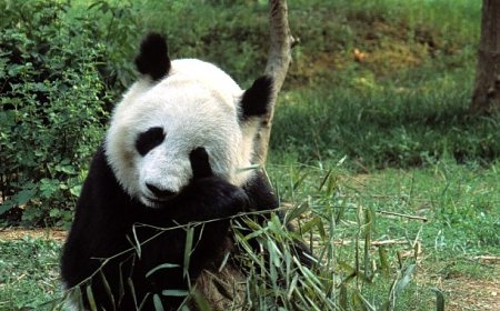 ‘Asya’nın Vahşi Sırları Özel’, 13 Eylül Cumartesi 20.00’de National Geographic WILD Ekranlarında İzleyicilerle Buluşuyor!