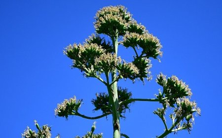 UNESCO Listesindeki Agave Bitkisi Beylikdüzü’nde Çiçek Açtı