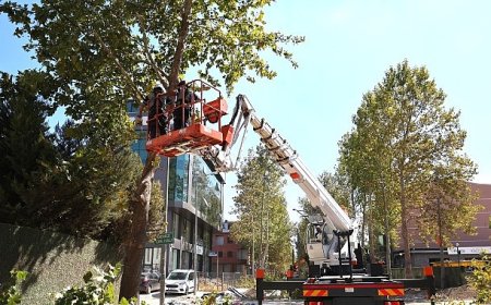 Alikahya Tramvay Hattı’nda ağaçlar budanıyor