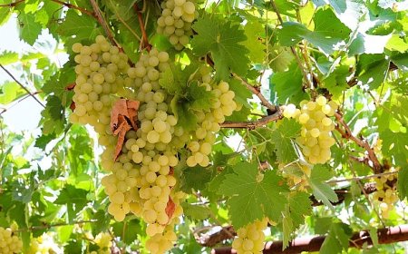 Antalya Büyükşehir’den üzüm sıkma makinesi desteği