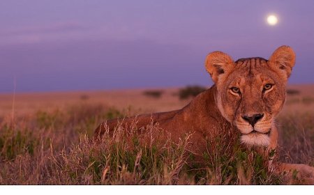 ‘Ölümcül Safari’, Serinin Devam Bölümleriyle 7 Eylül’den İtibaren Pazar Günleri 20.00’de National Geographic WILD Ekranlarında!