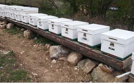 OGM: Odun dışı orman ürünlerinden ekonomiye 12 milyar TL katkı