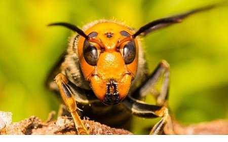 ‘Asya’nın Vahşi Eşek Arıları’, 6 Eylül Cumartesi 20.00’de National Geographic WILD Ekranlarında!