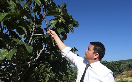 Osmangazi’den dünyaya açılan lezzet “Bursa Siyah İnciri”