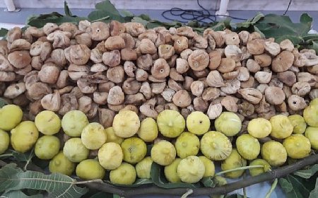Kuru incirin ihracat yolculuğu 15 Ekim’de başlayacak
