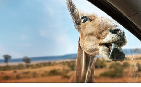 Yeni Seri ‘Vahşi Türden Yakınlaşmalar’,   3 Eylül Çarşamba 20.00’de İki Bölümüyle   National Geographic WILD Ekranlarında İzleyicilerle Buluşuyor!