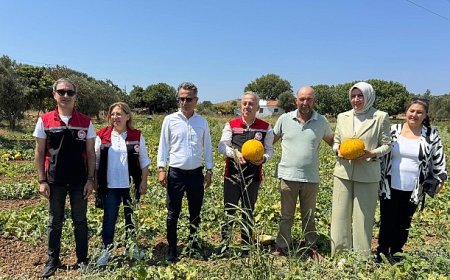 Meşhur Çeşme Kavununda Hasat Zamanı