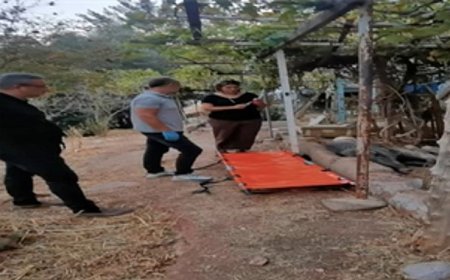 Ateşli silahla yaralanan domuz Doğal Yaşam Parkı’nda sağlığına kavuştu