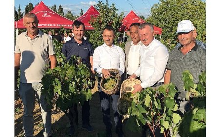 Başkan Büyükakın, İzmit’te üzüm hasadına katıldı