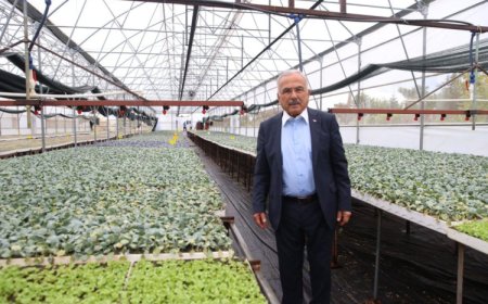 Ordu’da ilk kez üretildi: 200 bin  fide dağıtıma hazır