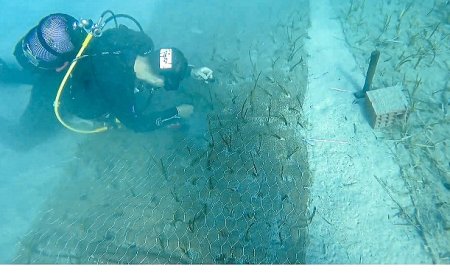 Mavi Nefes Projesi’nden Türkiye’de Bir İlk: Göcek’te 2.000 Yaşında Deniz Çayırı Keşfedildi