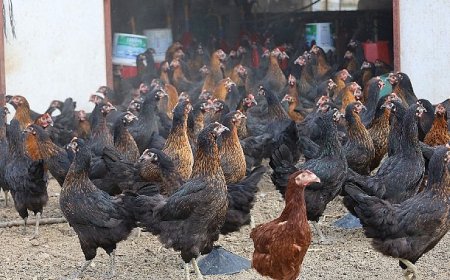 Büyükşehir, yüzde 50 hibeli 16 bin tavuk dağıttı