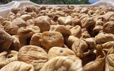 Kuru incirde aflatoksin ve okratoksinle mücadele için üreticilere 19 bin kerevet dağıtıldı