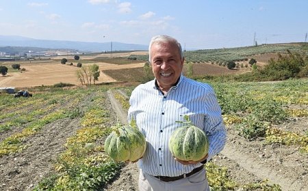 Nilüfer Konaklı’daki kavun üretimi iki kat arttı