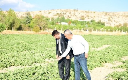 Meşhur Kazan Kavunu Sofralara Geri Dönüyor