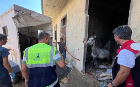İzmir Buca’da terk edilen atlar Pako’da güvenli yaşama kavuştu