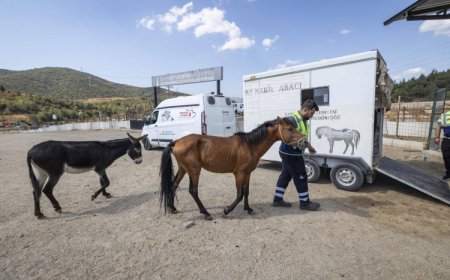 İzmir Buca’da aç ve susuz bırakılan atlar artık güvende