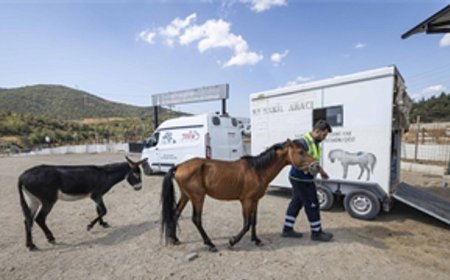 Buca’daki haralara terk edilen sahipsiz atlar Pako’da