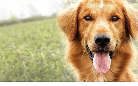 Yapı Kredi bomontiada TV+ Açık Havada Sinema gösterimleri “A Dog’s Purpose” ile yaza veda ediyor