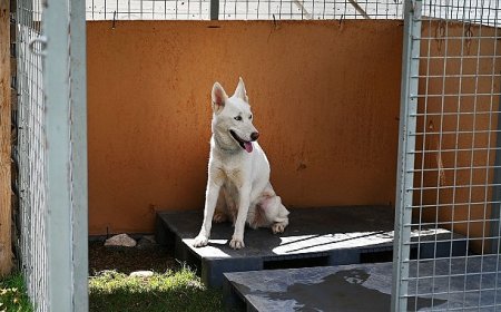Kemer Belediyesi’nden “Can dostları” için istasyon