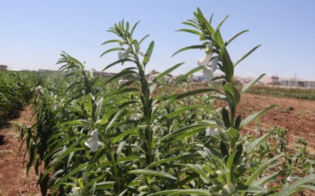 Urfa Susamı yeniden hayat buluyor