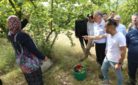 İnegöl fındığında hasat zamanı