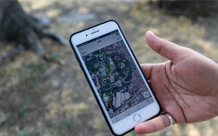 Kültürpark’ın palmiyeleri güvende