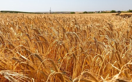 Anadolu Efes, Onarıcı Tarım Faaliyetleriyle Yetiştirilen İlk Arpa Hasadını Gerçekleştirdi