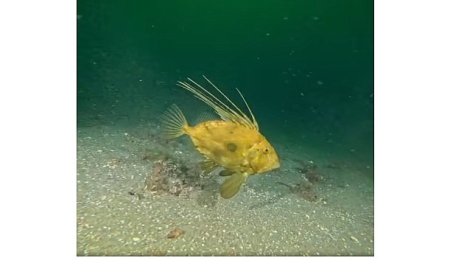 Çamur gidiyor, yeni canlılar geliyor