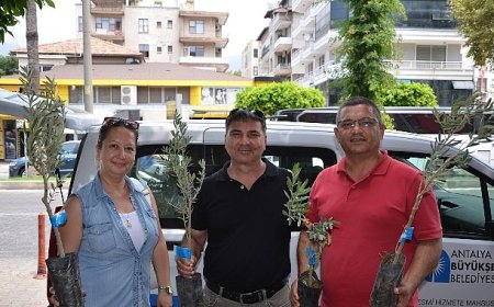 Büyükşehir’den üreticiye zeytin fidanı desteği