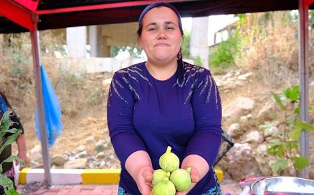 Menemen’de Bozalan İncir Festivali heyecanı yaşanacak