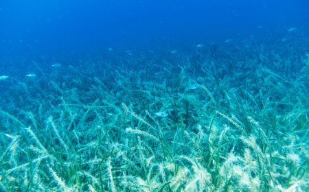 Pina ve deniz çayırları Marmara’ya hayat veriyor