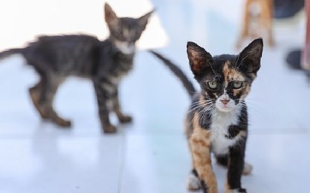 Buca’daki can dostlar sizi bekliyor