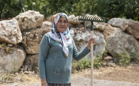 Yenişehir Belediyesinin desteğiyle safran üreticisi sayısı artıyor