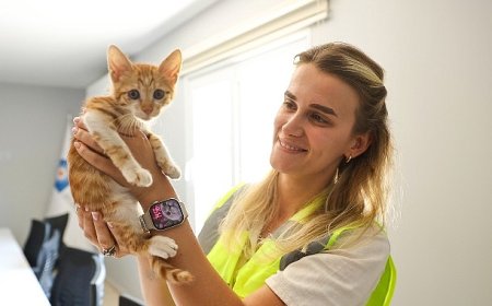 Büyükşehir ekipleri sazlıkların arasına düşen yavru kediye can oldu