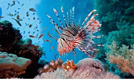 Vahşi Kıyılar Kuşağı’na Özel ‘Resif Avcıları’, 10 Ağustos Pazar 20.00’de National Geographic WILD Ekranlarında!