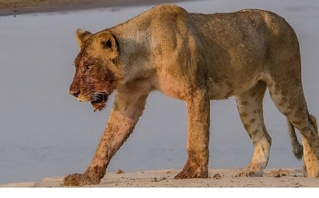 ‘Afrika’nın Nehir Devleri’ 9 Ağustos Cumartesi 20.00’de National Geographic WILD Ekranlarında İzleyicilerle Buluşuyor!