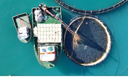 Su Ürünleri İhracatın Yeni Yıldızı Türk Somonu İçin 4 Dilde Tanıtım Filmi Hazırlandı – Bu Filmin Başrolünde Türk Somonu Oynadı