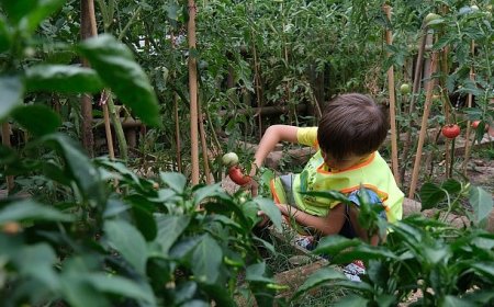 Lokomotif Çocuk Köyü’nde hasat sevinci