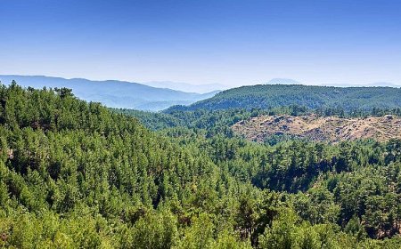 ALJ Türkiye’den 1.4 Milyon Fidan ile Başlayan Ağaç Seferberliği