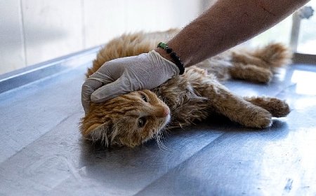 Karşıyaka’da can dostlara kapsamlı hizmet