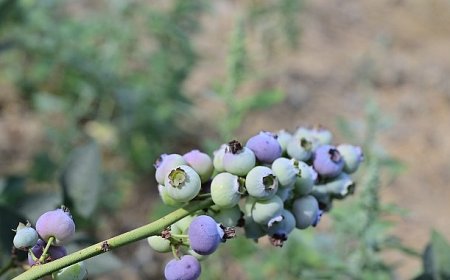 izmir tarım haber; İzmir’in ilk toprağa dikim bluueberryleri hasat edildi